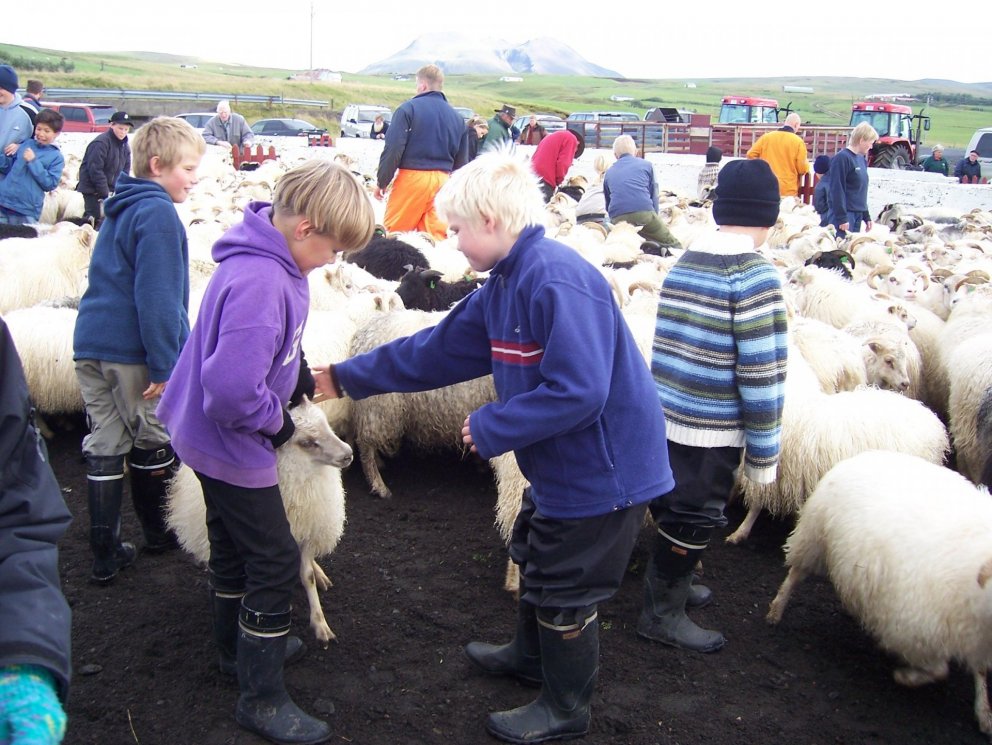 Smalanir og réttir í Rangárþingi eystra, haustið 2021