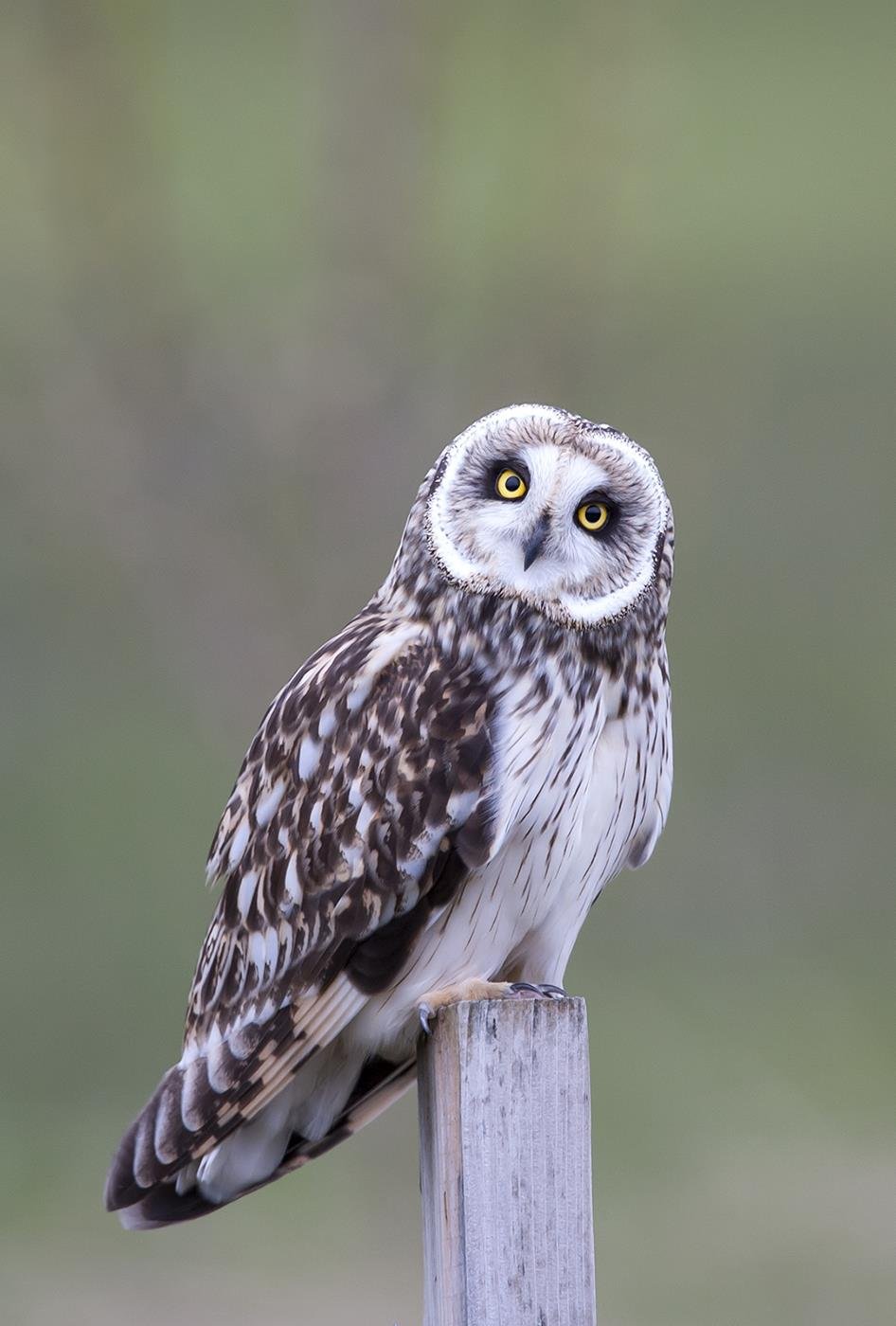 Ljósmyndaklúbburinn 860+ heldur útiljósmyndasýningu fjórða árið í röð  í miðbæ Hvolsvallar.