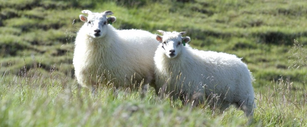 Smalanir og réttir í Rangárþingi eystra