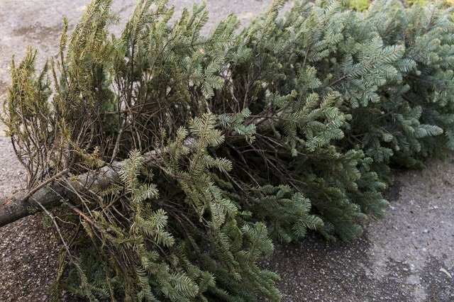 How to get rid of Christmas trees