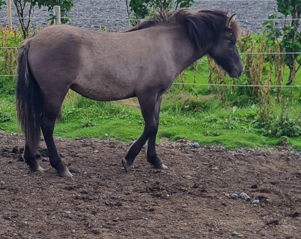 Móálótt meri í óskilum