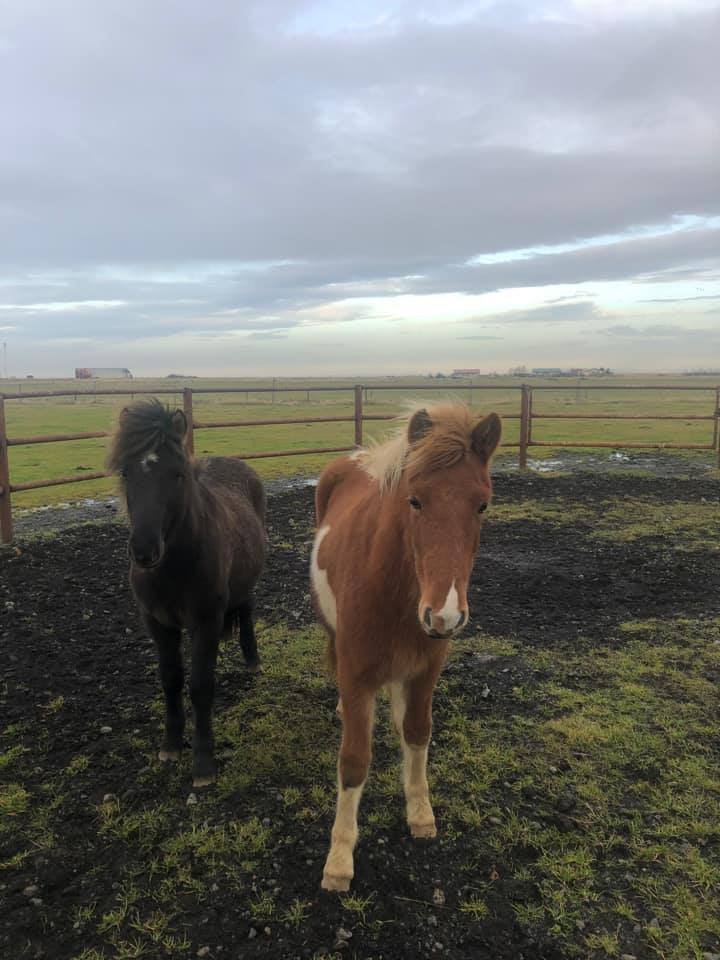 Rangárþing eystra auglýsir hross í óskilum