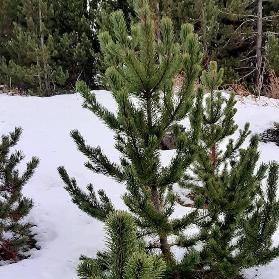 Árleg jólatrjáasala Skógræktarfélags Rangæinga
