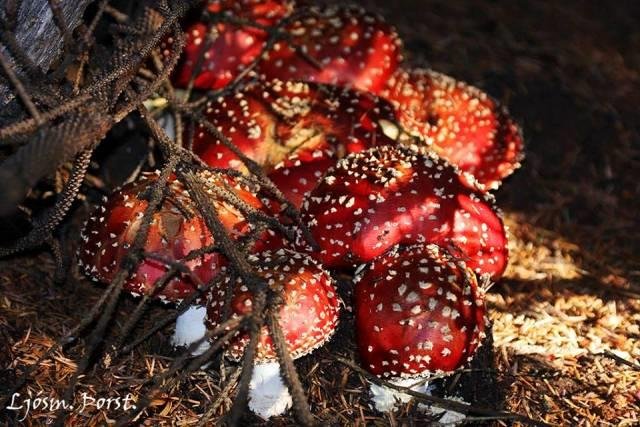 Sveppaganga hjá Skógræktarfélagi Rangæinga í Bolholtsskógi