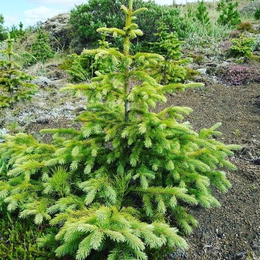 Aðalfundur Skógræktarfélags Rangæinga