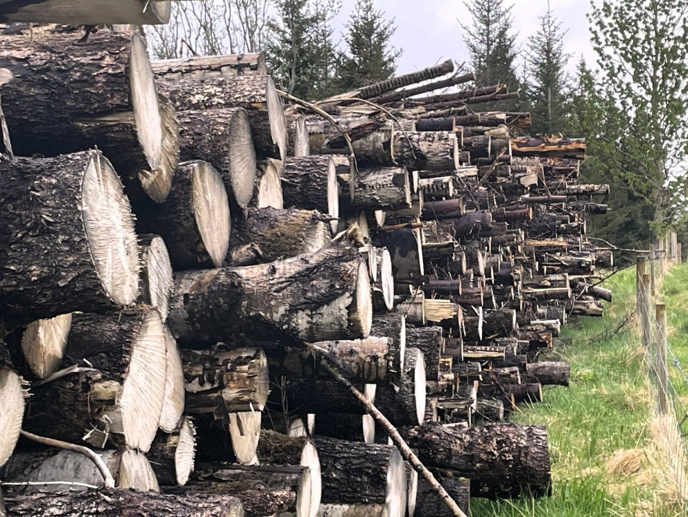 Trjáfellingar í Norðurgarði
