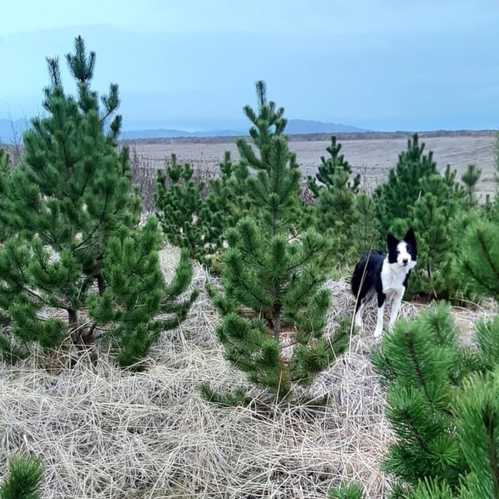 Jólatrjáasala Skógræktarfélags Rangæinga