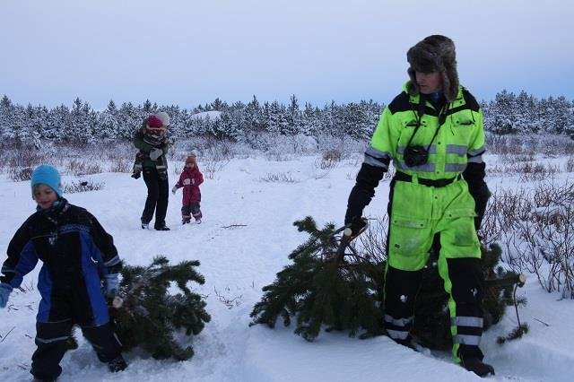 Árleg jólatrjáasala í Bolholtsskógi