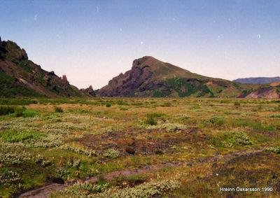 Birki breiðist út á Krossáraurum