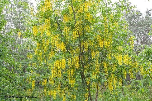 Tumastaða- og Tunguskógur