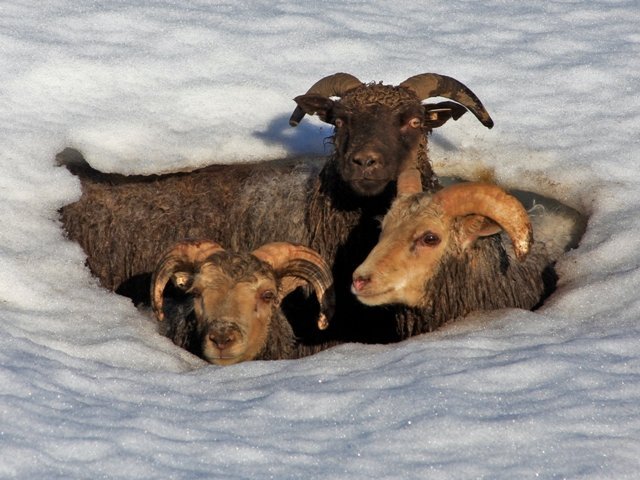 Útgáfa markarskrár 2020 í Rangárvallasýslu