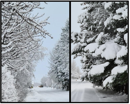 Minnum á að snyrta gróður sem slútir yfir gangstéttir