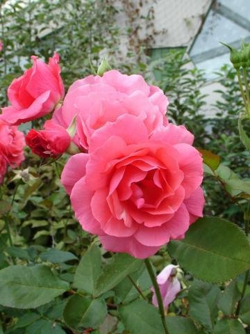 Lokafrestur á tilnefningum til umhverfisverðlauna