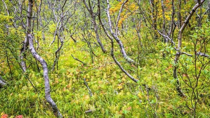 Félagsþjónusta Rangárvalla og Vestur Skaftafellssýslu auglýsir laust starf