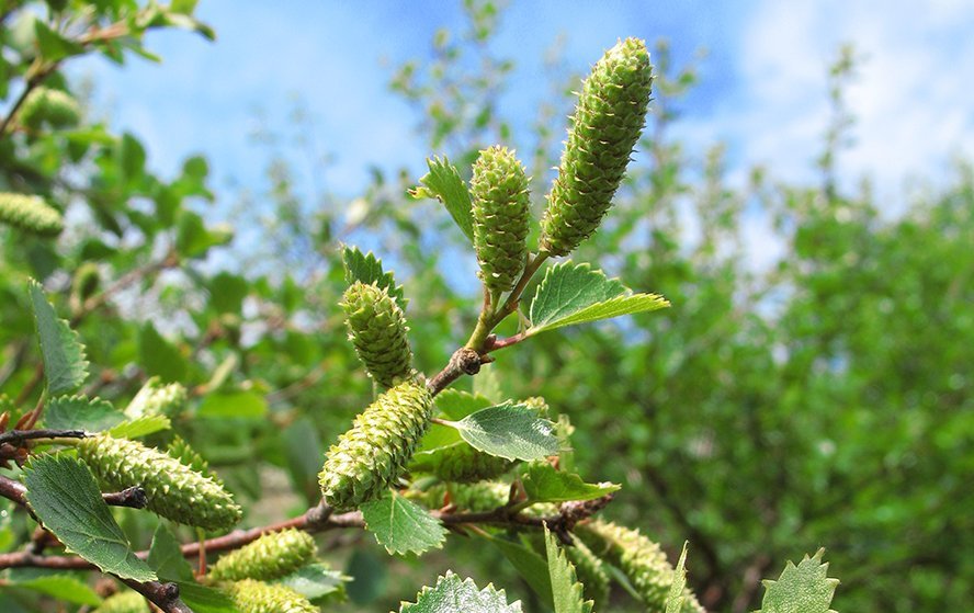 Landssöfnun á birkifræjum
