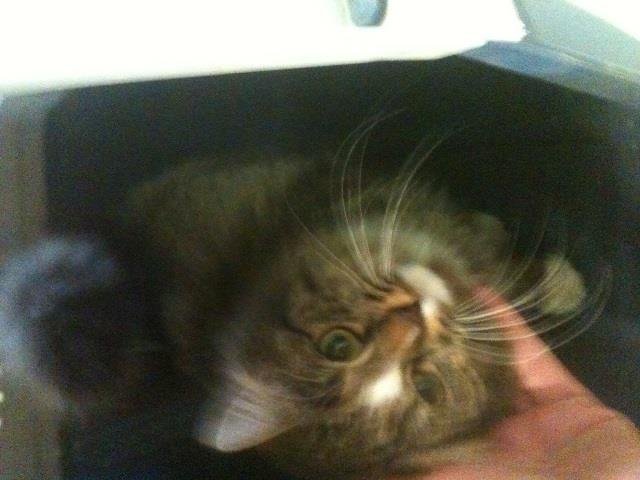 Köttur í óskilum í áhaldahúsinu