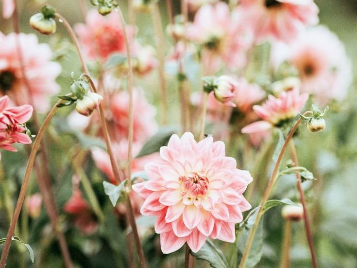 Sveitarlistamaður Rangárþings eystra