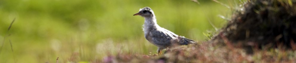 253. fundur sveitarstjórnar