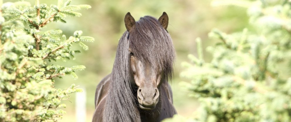 Fundarboð: 253. fundur sveitarstjórnar Rangárþings eystra