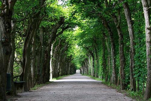 Starf umhverfis- og garðyrkjufulltrúa laust til umsóknar