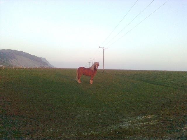 Hestur í óskilum