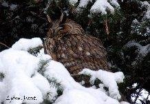 Eyrugla á Hvolsvelli