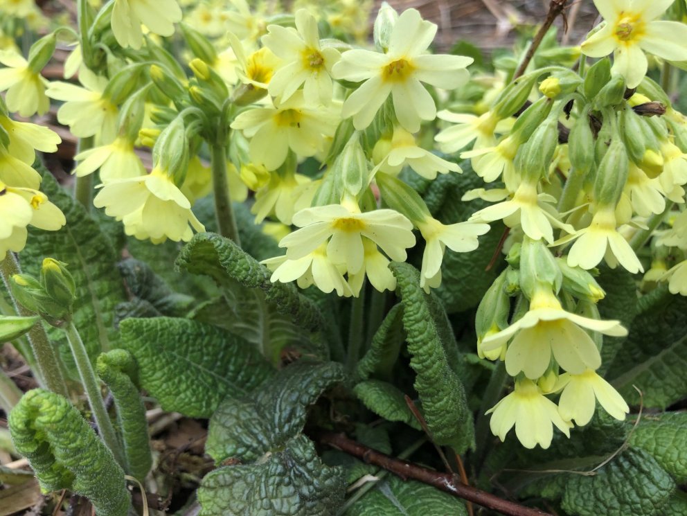 Fundarboð: 267. fundur sveitarstjórnar Rangárþings eystra