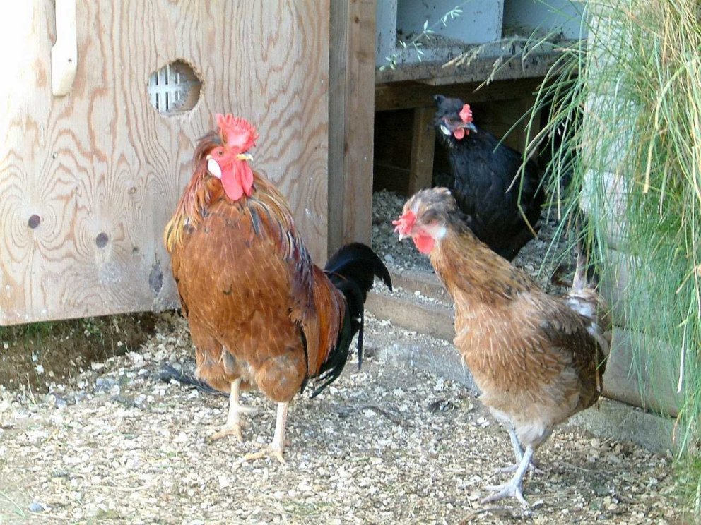 Samþykkt um fiðurfé í Rangárþingi eystra utan skipulagðra landbúnaðarsvæða tekur gildi