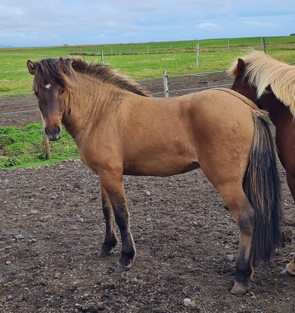 Uppboð á hrossum hjá Sýslumanninum á Suðurlandi