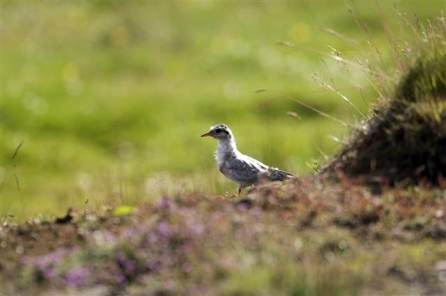 Fundarboð - 178. fundur byggðarráðs