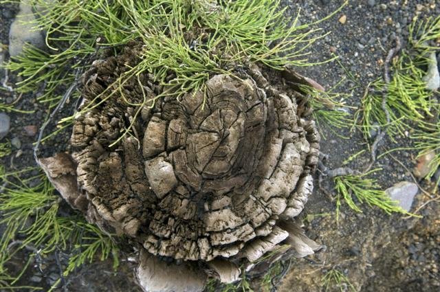 Viðbrögð við fjölgun COVID smita undanfarna daga