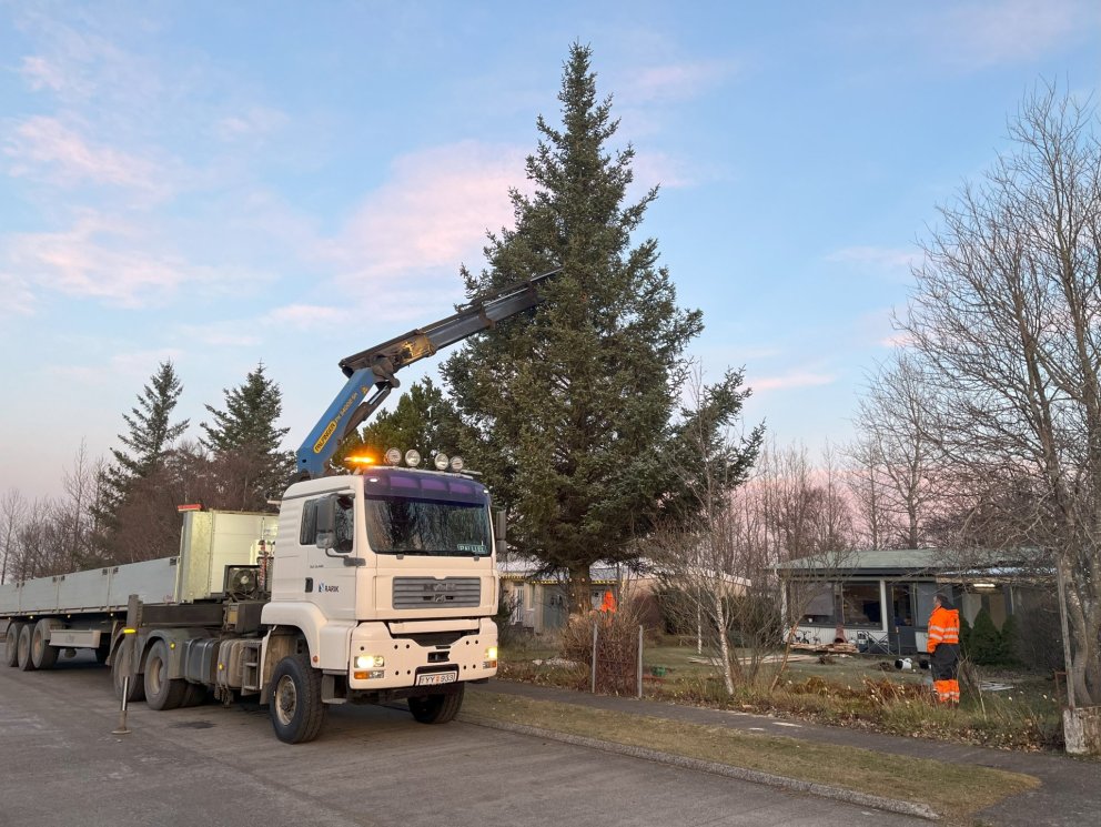 Miðbæjarjólatréð komið upp