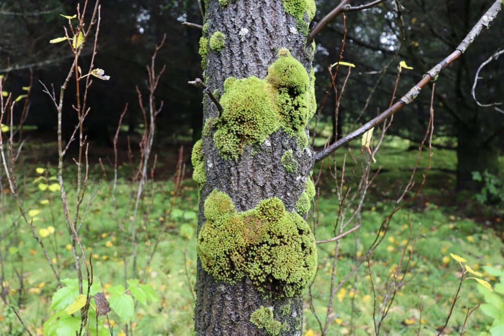 Fjárveiting til að bregðast við hruni í ferðaþjónustunni á Covid-19 tímum