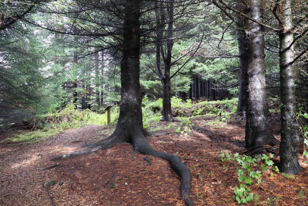 Horft til framtíðar; opnir fundir um skóg- og skjólbeltarækt