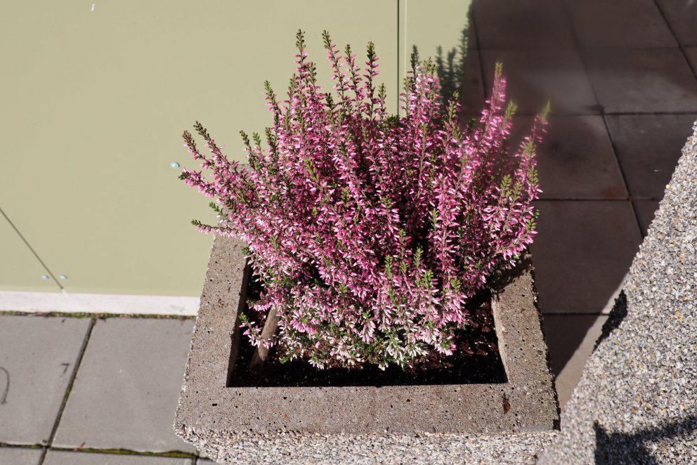 Haustverkin í garðinum