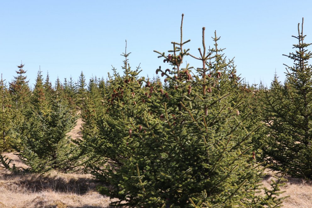 Fundarboð 203. fundur Byggðarráðs Rangárþings eystra