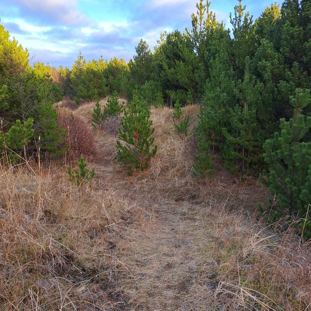Jólatrjáasala í Bolholtsskógi laugardaginn 16. desember