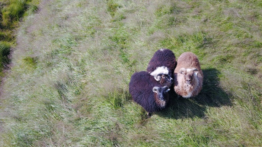 Smalanir og réttir í Rangárþingi eystra, haustið 2024