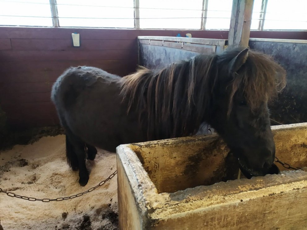 Rangárþing eystra auglýsir hross í óskilum