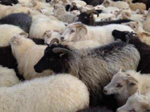 Smalanir og réttir í Rangárþingi eystra, haustið 2023