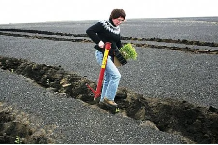 Gróðursetning á Geitasandi