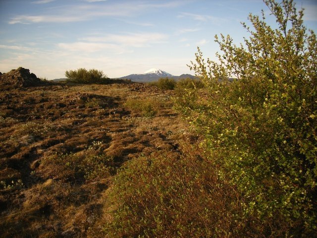 Aðalfundur Skógræktarfélags Rangæinga