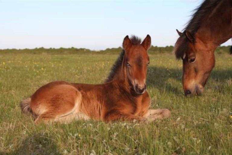 Sumardagurinn fyrsti í Rangárþingi eystra