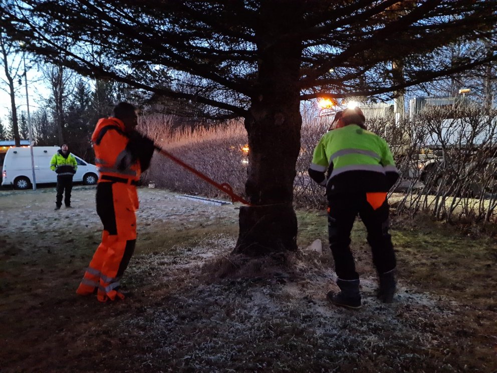 Jólatré komið á miðbæjartúnið