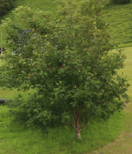 Trjágróður á lóðamörkum