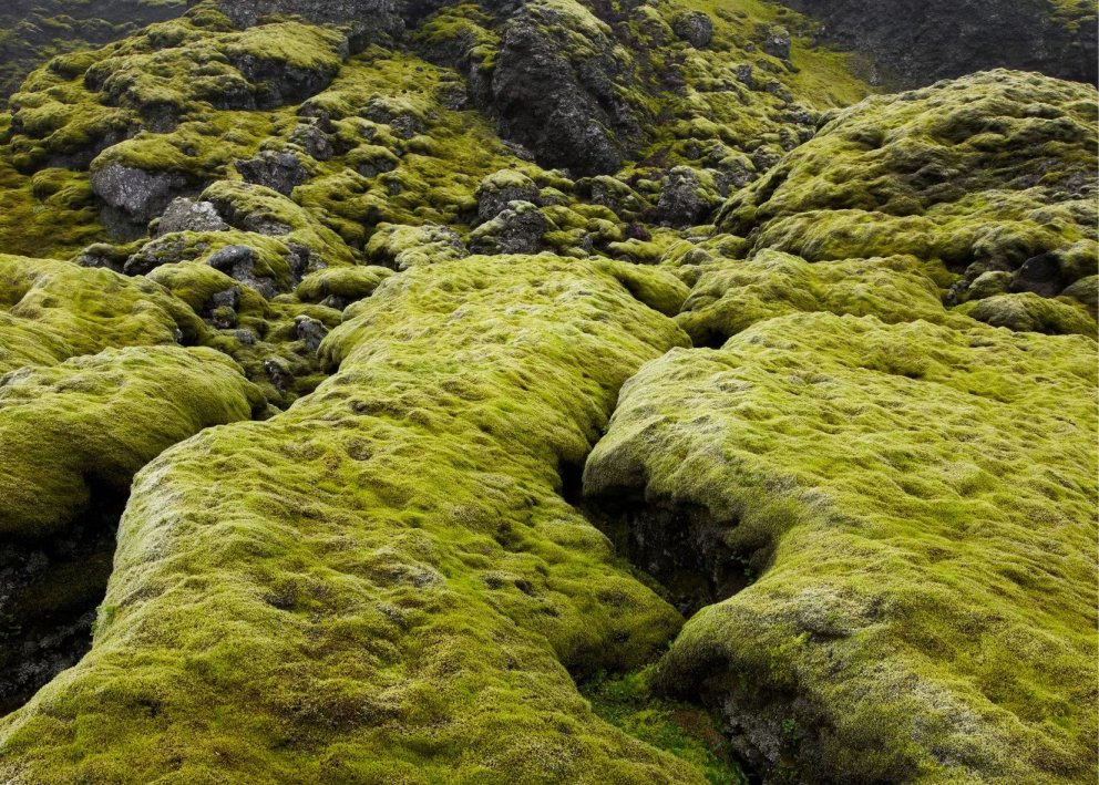 Opnunarhátíð Náttúruverndarstofnunar